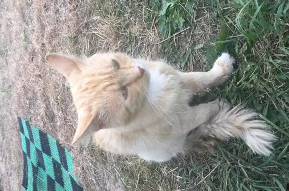 Найден рыжий кот в Перхурово, Московская область
