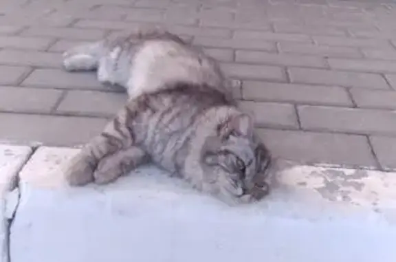 Найдена домашняя кошка на территории центра СПИД в Воронеже