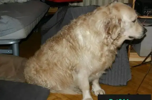 Пропала собака в Тарусском районе, Московская область - золотистый ретривер АРА с артритом.