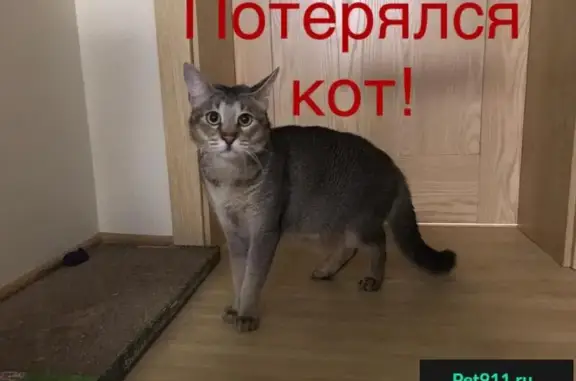 Потерянные животные Жилой Массив Зима, фото: Пропал кот Гризли: Грушевая улица, 3Д, Южно-Сахалинск