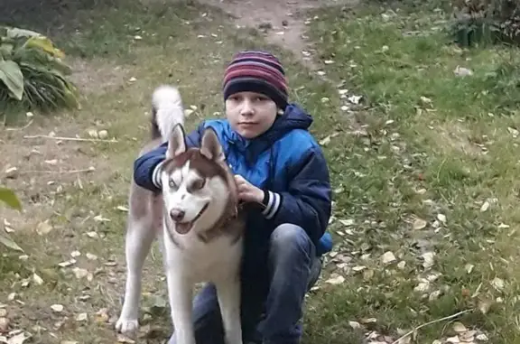 Пропала собака в деревне Пирогово, Московская область