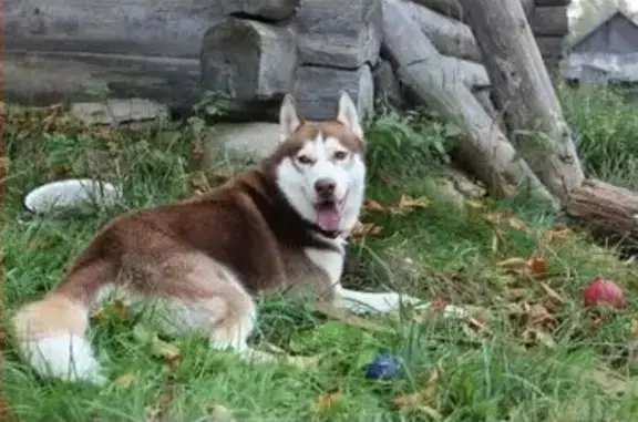 Пропала собака Лаки в д. Челобитьево, Мытищинского района