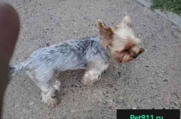 Пропала собака породы Йорк в Улан-Удэ (2711 на животе)