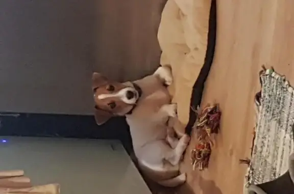 Собаки потеряшки, Черноусово, фото: Потеряшка собака Рони в селе Черноусово