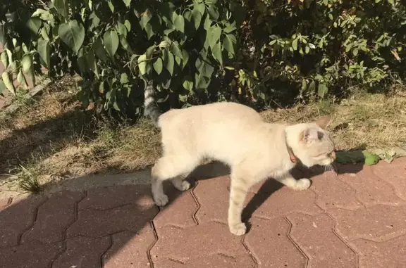 Кот с голубыми глазами найден в Чехове, Московская область