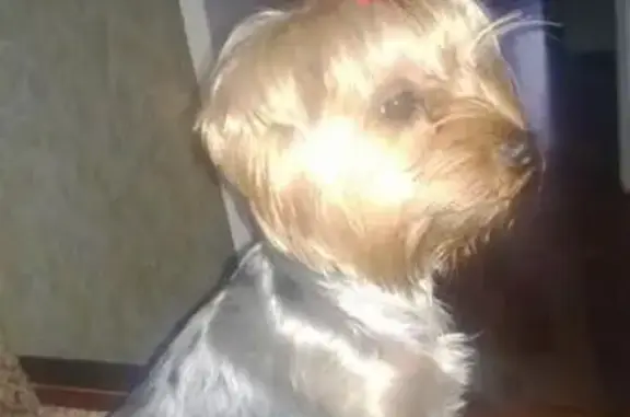 Пропала собака в центре города, зовут Буся, Краснодарский край.