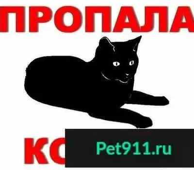Пропала кошка Мася в районе МЖК 12, ул. Гаюсана 31А (Чита)