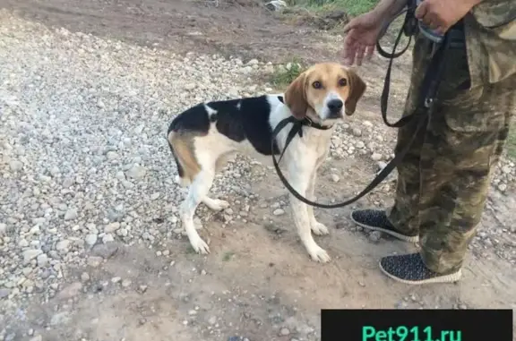 Найдена собака в Хиславичах, ищет новых хозяев.