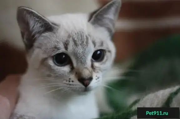 Пропала тайская кошка Юля в Подольске