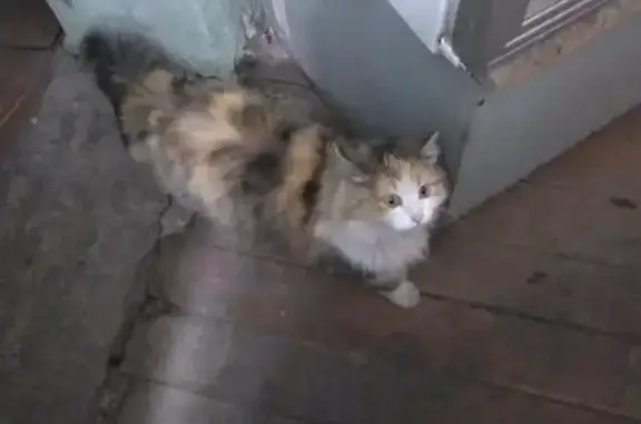 Найдена красивая кошка в Магнитогорске #кошки@zoocity_m