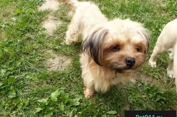 Найдена собака в Солнечногорске, ищут хозяина
