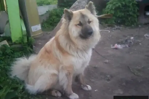 Пропала собака Гром в районе Миловидова, Смоленск
