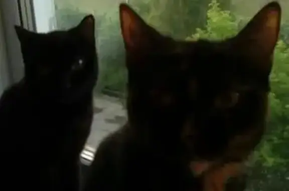 Кошки потеряшки, Кульчаны, фото: Потеряшка кошка, темно-коричневая с рыжими пятнами, остановка 