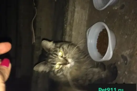 Молодая кошка найдена в Москве