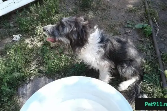 Найдена породистая собака в Задонском районе