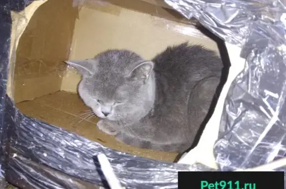 Найдена кошка в Выборгском районе СПб