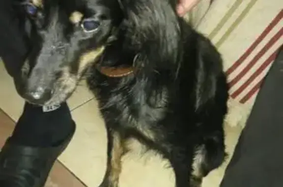 Собака найдена у 68 школы (Ушинского 33к2) в Новосибирске