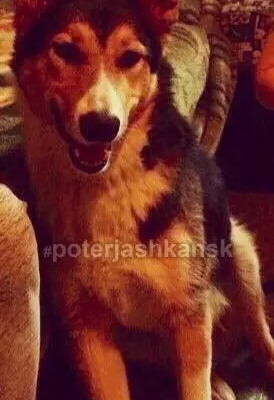 Пропала собака Симба в Кировском районе, Новосибирск