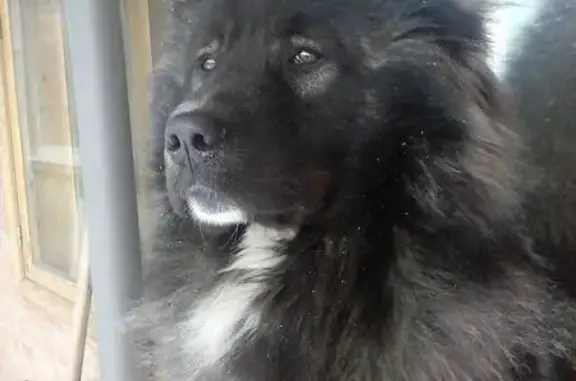 Пропала кавказская собака в Центральном районе Тольятти
