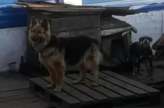 Найдена собака в Кемерово, ищем прежних хозяев