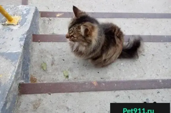 Пропала кошка в Сургуте, кто ее хозяин?