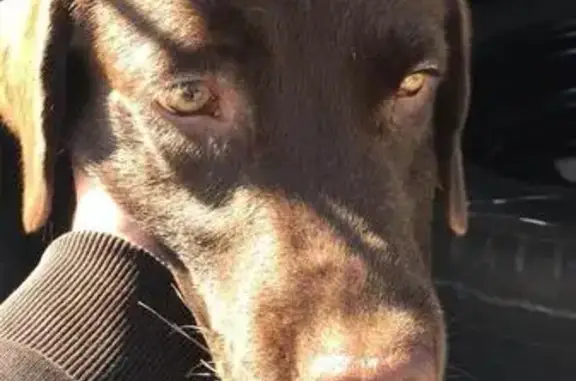 Найдена породистая собака на Златоустовской дороге, ищем хозяев.