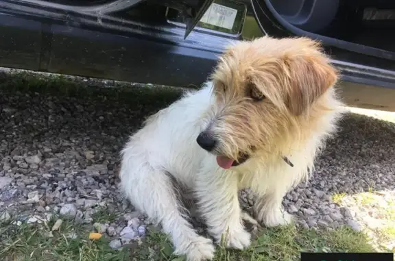Найдена домашняя собака в деревне Крутец, Нижегородская область