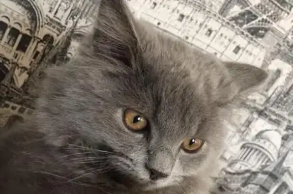 Пропала кошка в Тимашевске, Краснодарский край