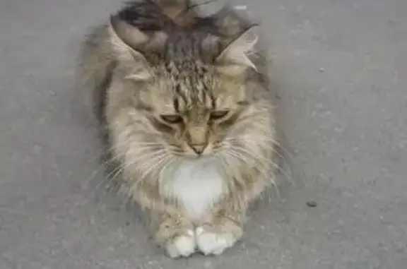 Найден кот на ул. Юности