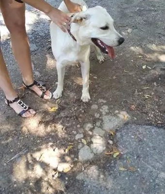 Найдена собака в Березовой роще
