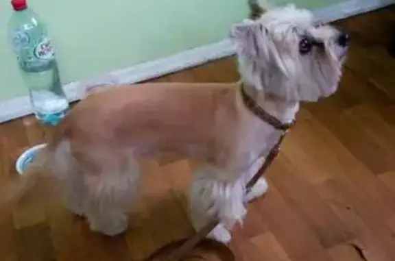 Найдена собака в Шаховской, ищет хозяйку или новый дом