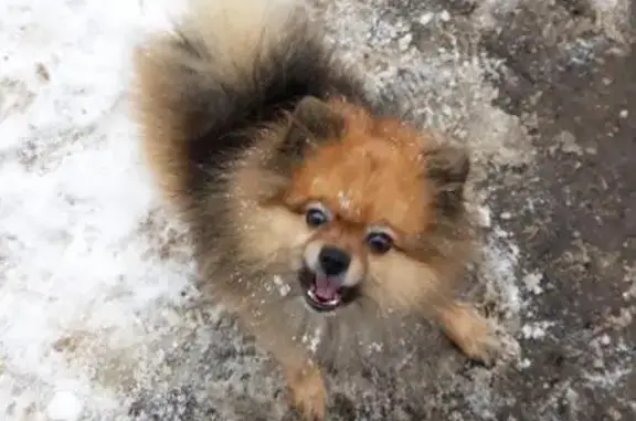 Пропала собака Спайк в Калуге на Тульской 137