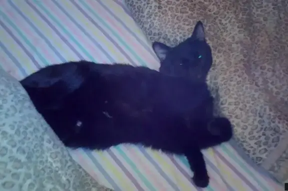 Пропала чёрная кошка Багира в Сергиевом Посаде