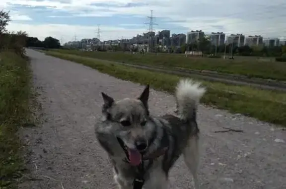 Пропала собака в Красносельском районе, вознаграждение за находку