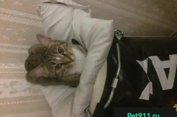 Пропала пугливая кошка в Зеленограде, 14-й микрорайон