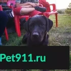 Пропала собака в Танеевке, Мордовия