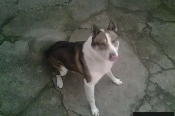 Пропала собака в Батайске между остановками Половинко и Северный