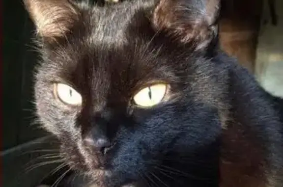 Кошки потеряшки, Абрамово, фото: Потеряшка крупная черная кошка в деревне Абрамово