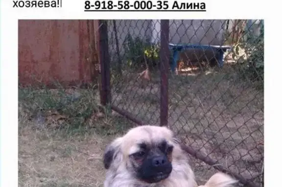 Пропала собака в Ростове: нужна помощь!