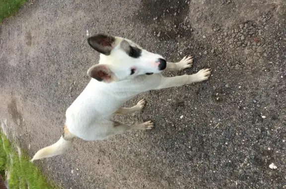 Собака Кабель найдена в Кубинке, Московская область