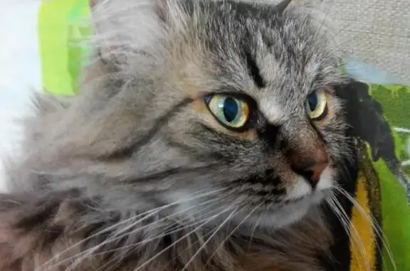 Пропала кошка Шуша в Чехове, Московская область