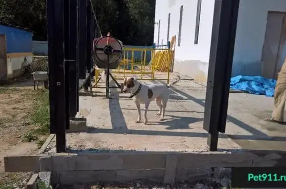 Найдена собака с ошейником и клеймом в деревне Прудки, Раменский район, МО