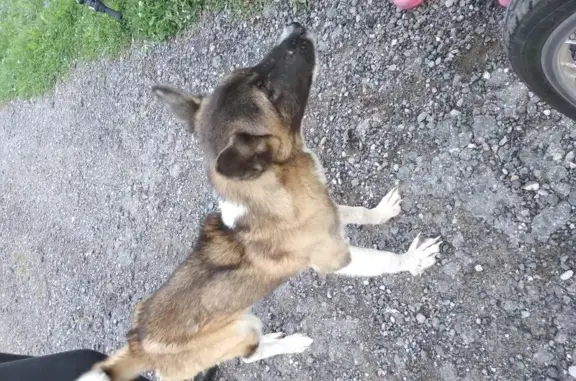 Собака найдена в Лупаново
