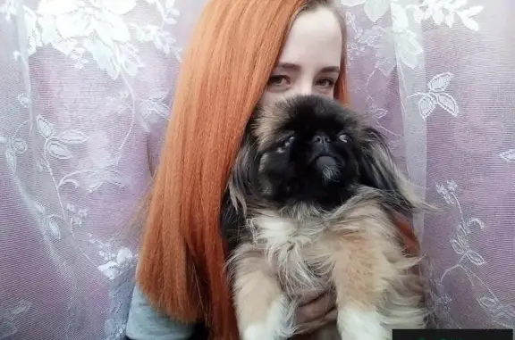 Пропала собака Жужа в селе Дорохово, Красноярский край