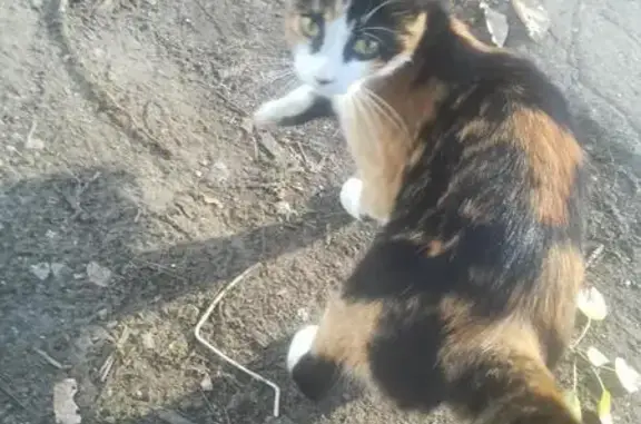 Найдена ручная кошка возле кафе на Ярославском направлении