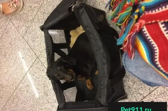 Пропала собака Джек, вознаграждение, Тульская метро