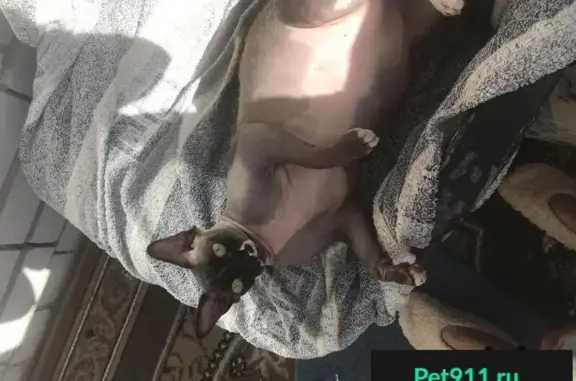 Кошки потеряшки, Искра, фото: Потеряшка кошка в поселке Искра, Владимирская область