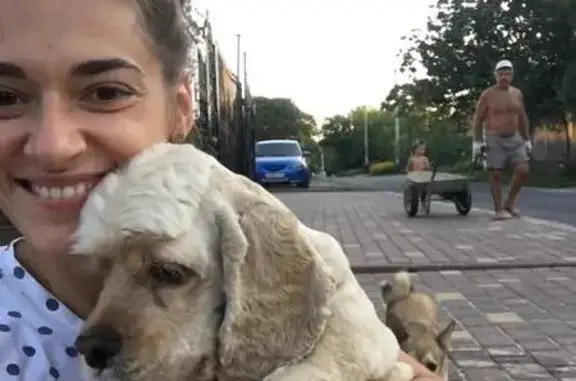 Потерянные животные Веселая Лопань, фото: Пропала собака породы Кокер Спаниель в селе Весёлая Лопань, Белгородская область