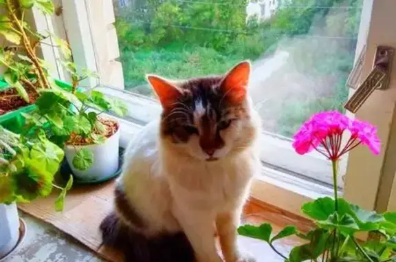 Найдена кошка в Иваново, нужна помощь в поиске хозяев