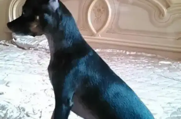 Пропала собака Лиза на ул. Коммунистической, Астрахань